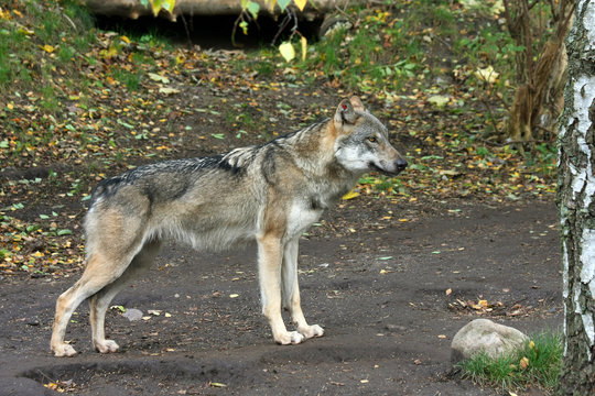Fototapeta Wolf (Canis lupus),  gray wolf, grey wolf  in the Zoo. Copenhagen, Denmark.