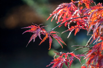 red maple leaves