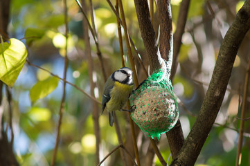 great tit, blue tit eats fat ball at the manger in the branches of trees