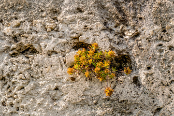 Wild flower on rocks wall.