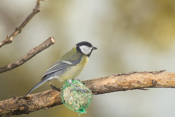 great tit, blue tit eats fat ball at the manger in the branches of trees