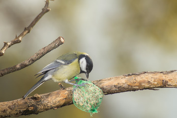 great tit, blue tit eats fat ball at the manger in the branches of trees
