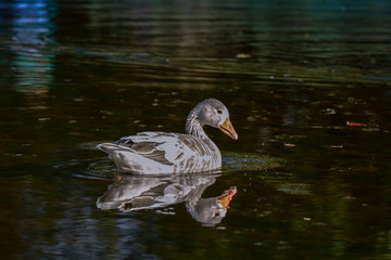 Albinogans im Teich
