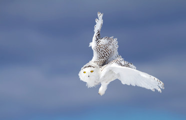 Naklejka premium Snowy owl (Bubo scandiacus) isolated on a blue background flies low hunting over an open snowy field in Canada