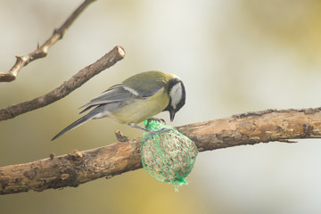 great tit, blue tit eats fat ball at the manger in the branches of trees
