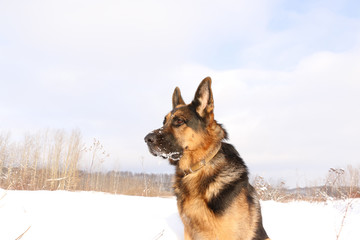 Dog german shepherd in a winter day