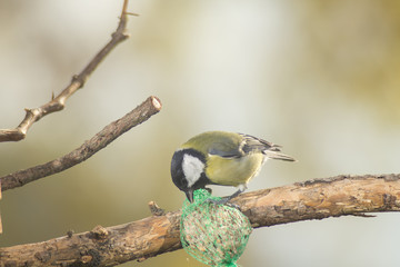 great tit, blue tit eats fat ball at the manger in the branches of trees