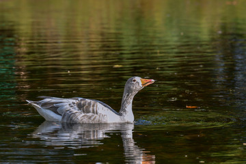 Albinogans im Teich