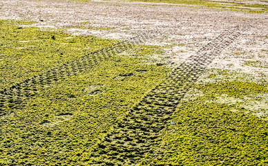 Off road car tyre track on sandy beach with algae