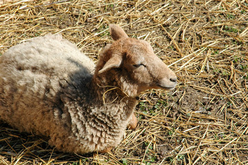 Schaf auf Stroh