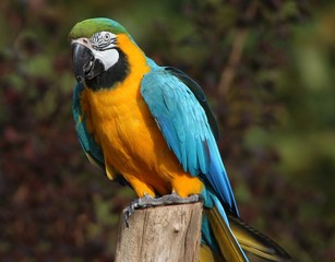 South American Blue and Gold Macaw (Ara ararauna), a.k.a. Blue and Yellow parrot.