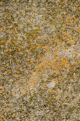 Old concrete covered with moss and lichens