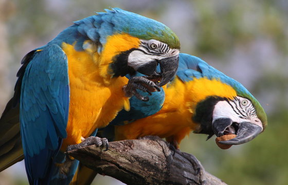 Pair of South American Blue and Gold Macaws (Ara ararauna) feeding on walnuts.