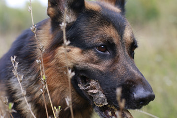 The muzzle and nose of the dog of breed a German shepherd