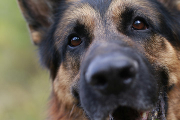 The muzzle and nose of the dog of breed a German shepherd