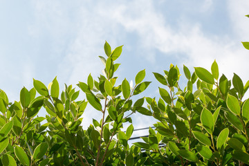 group of green leaf and sky,cloud and blue sky,green leaf from garden,green leaf make oxygen