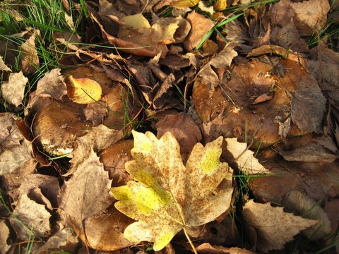 Kahle Kremplinge, Paxillus involutus