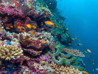 Naklejka na ściany i meble School of Fishes near Coral Reef, Maldives