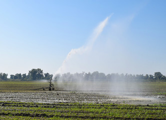 Irrigation system in the field of melons. Watering the fields. Sprinkler