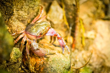 crab on the rock