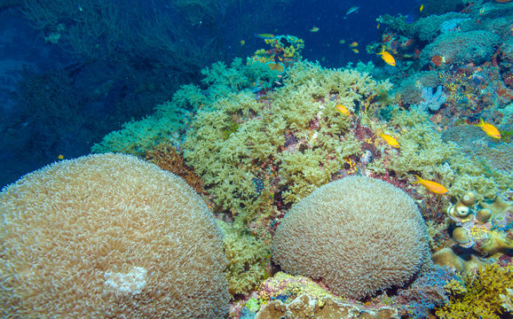 Colorful ocean landscape with yellow corals in the Maldives