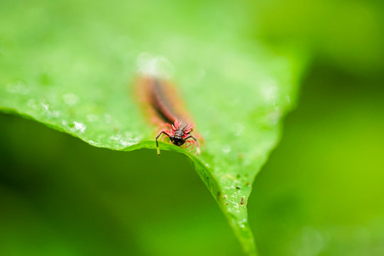 worm on the green leaf