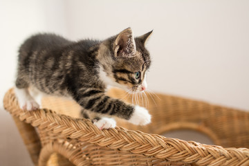 Fototapeta na wymiar Cute tabby kitten balancung on wicker chair back.
