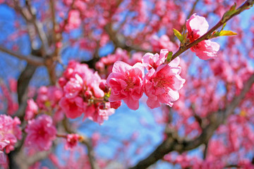 Pink cherry blossoms