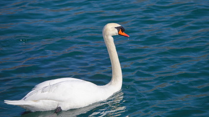 Mute Swan