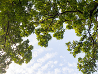 Green leaves branch of big tree in nature against with blue sky and cloud. Natural and environment concept.