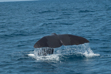 Fototapeta premium A Sperm Whale diving from the surface of the North Atlantic Ocean.