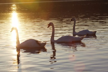 Mute Swans