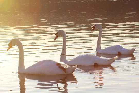 Mute Swans