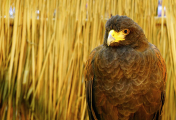 Eagle portrait