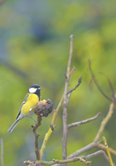 Great tit on a tree