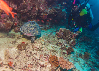 Naklejka premium Sea Turtle and coral reef, Maldives