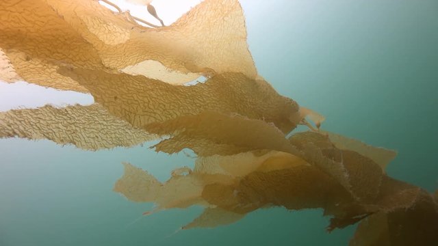 Таинственные и загадочные погружения в подводных садах ламинарий и бурых водорослей. Калифорния.