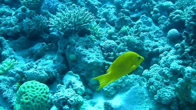 A Female Sling-Jaw Wrasse swimming over corals in the Red Sea