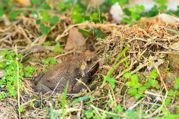Toad hibernate.