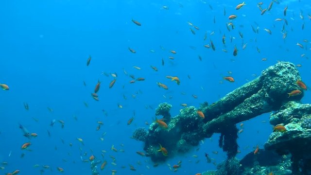 Hundreds of Jewel Fairy Basslet Fish swimming around a ship wreck in the Red Sea