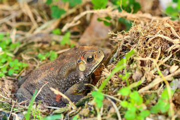 Toad hibernate.
