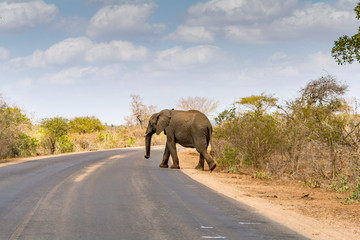 Fototapeta na wymiar Elephants in Kruger National Park, South Africa