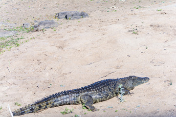 Crokodile Kruger National Park, South Africa