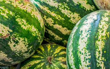 Ripe big water-melons with a green striped skin on a counter of a market closeup view