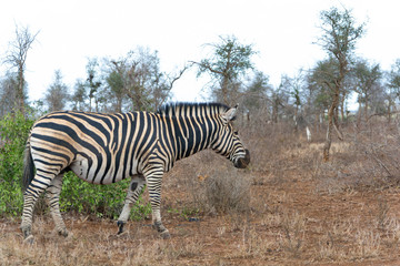  Zebra Kruger National Park, South Africa