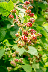 Ripe, unripe berries of the forest blackberries on bush background.