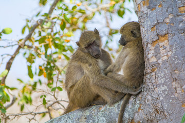 Apes in Kruger National Park, South Africa
