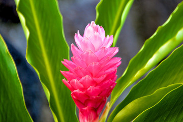 Red Ginger in Oahu