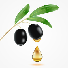 Vector Black Olives Branch and oil drop illustration, realistic design