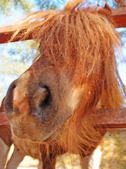 Curious skewbald pony Shetland, pony sniffs the camera